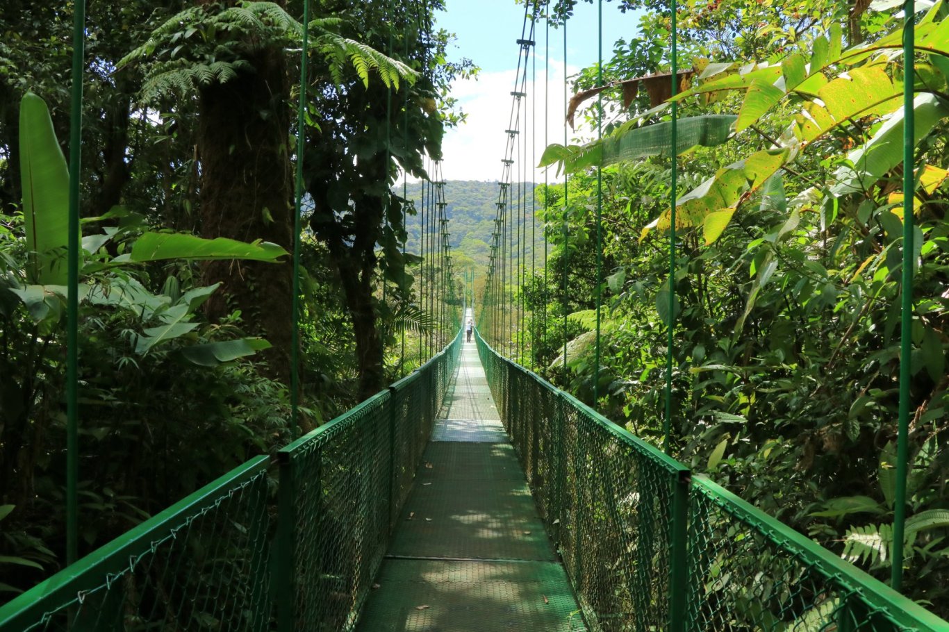 Canopy of the cloud forest - costa rica