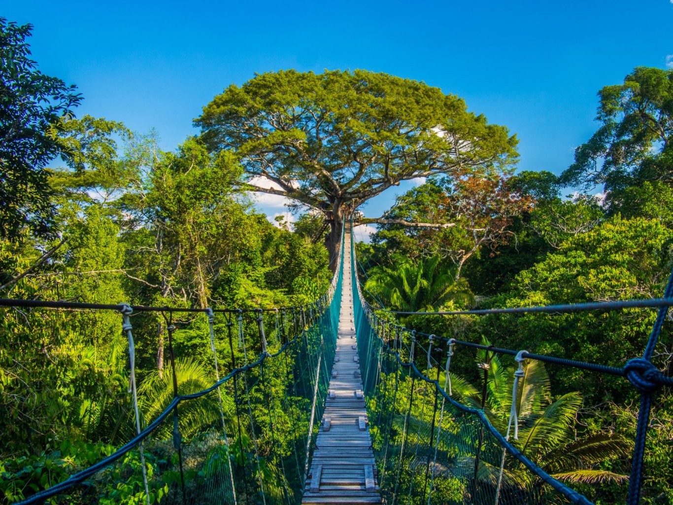 Canopy walk, Amazon, Peru