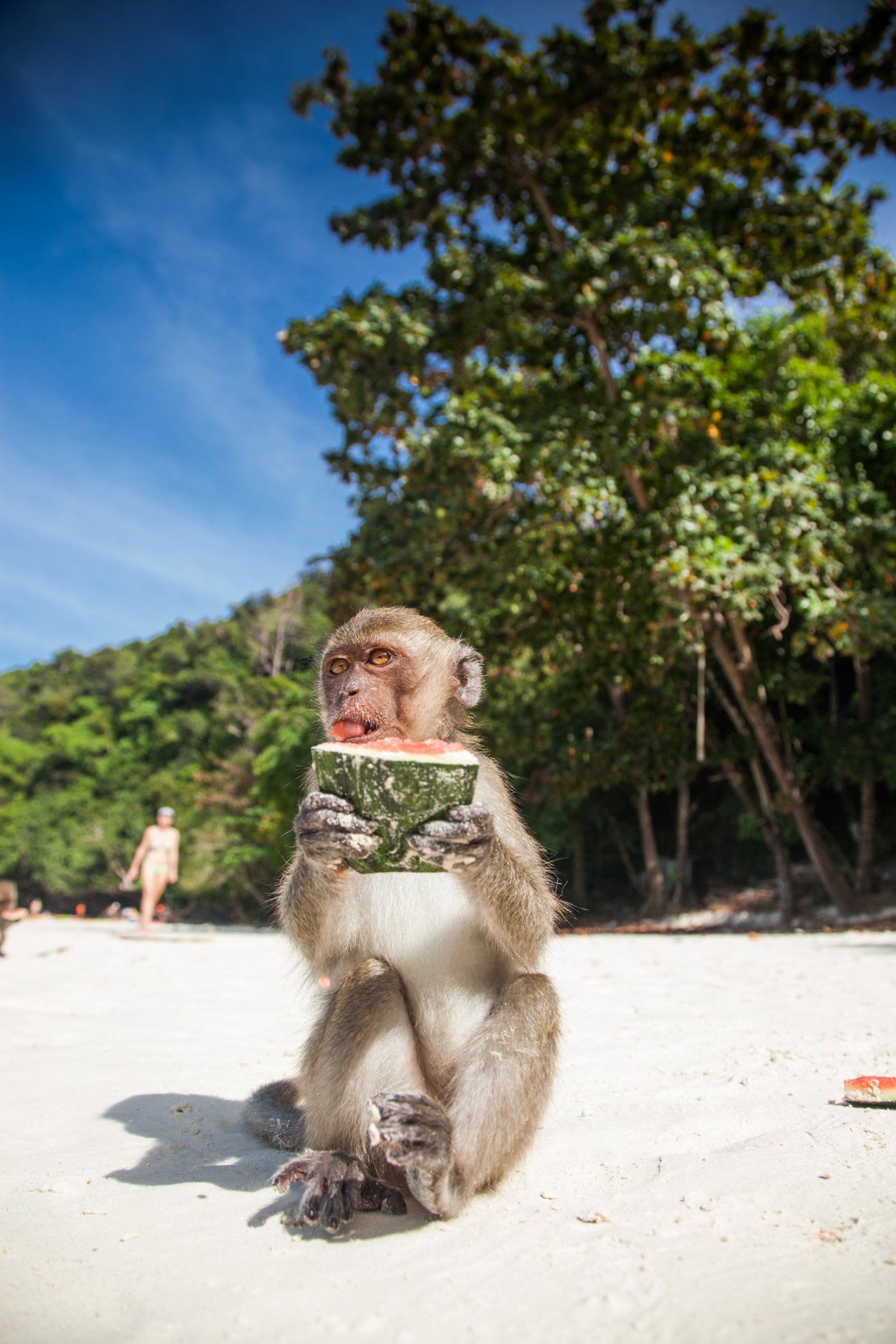 monkey on monkey beach in thailand