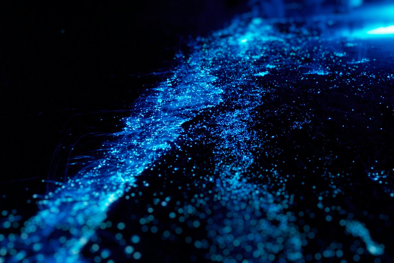 Bioluminescence - Koh Rong Samloem