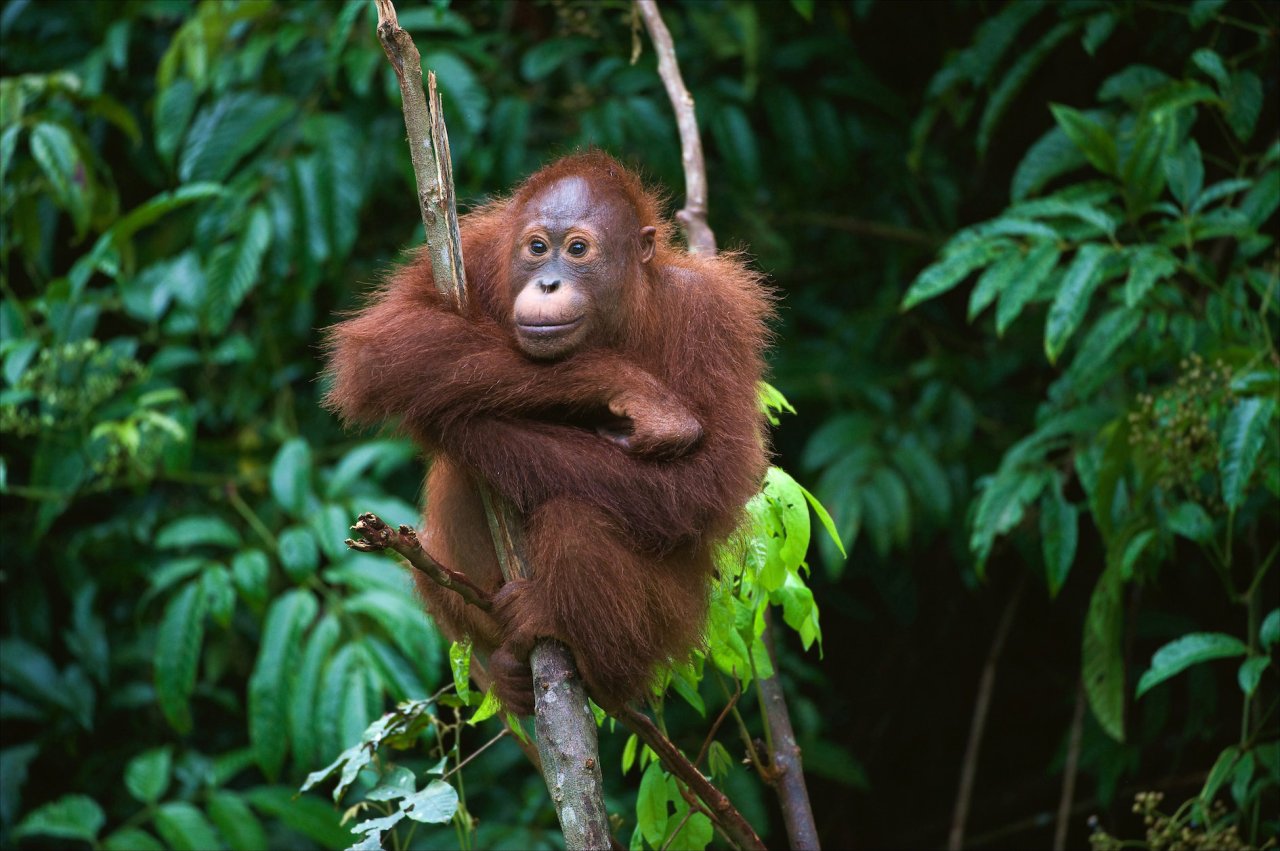 The Best Of Borneo s Wildlife The Best Of Borneo s Wildlife