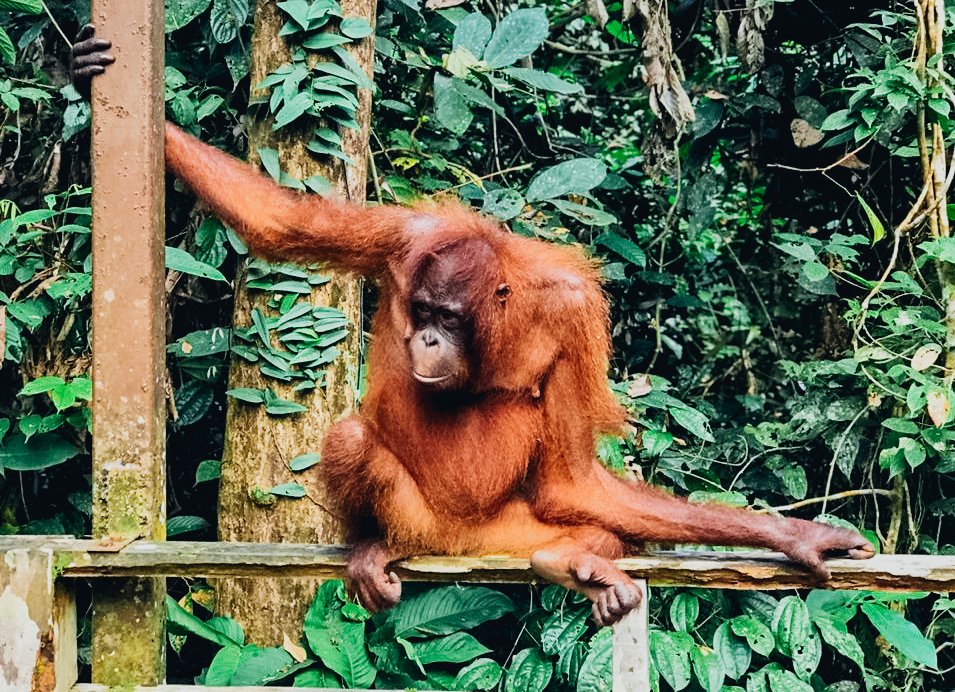 Organgutan hanging in the trees, Borneo 