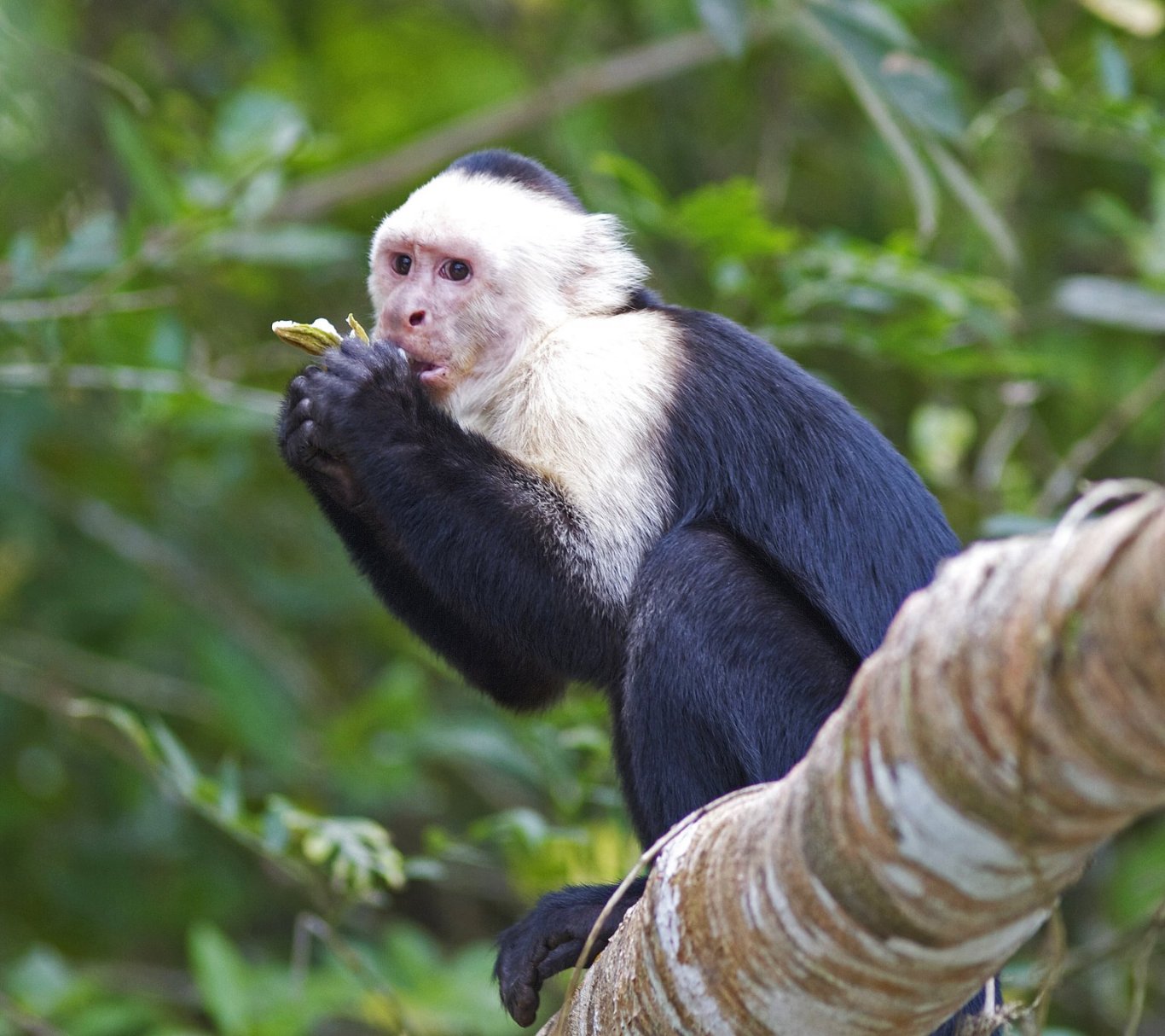 Monkey in rainforest - costa rica