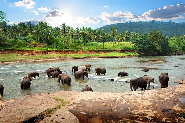 Elephants in safari - Sri Lanka