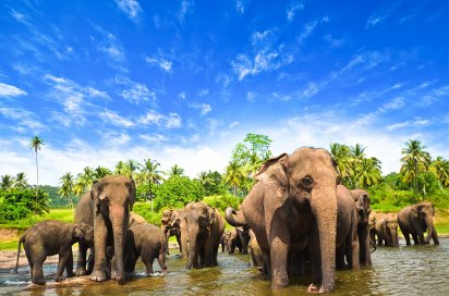Elephants in river green jungles and blue sky