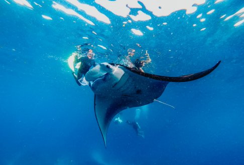 An underwater shot of swimming with the manta rays in the Nusa Islands, Indonesia 