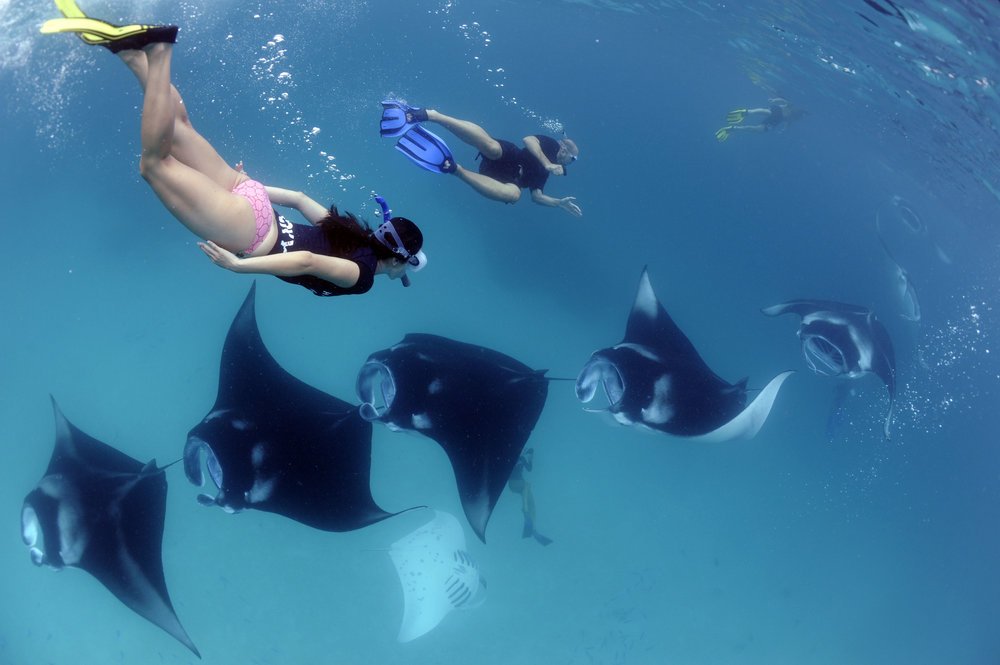 manta in the sea with girls swimming along side