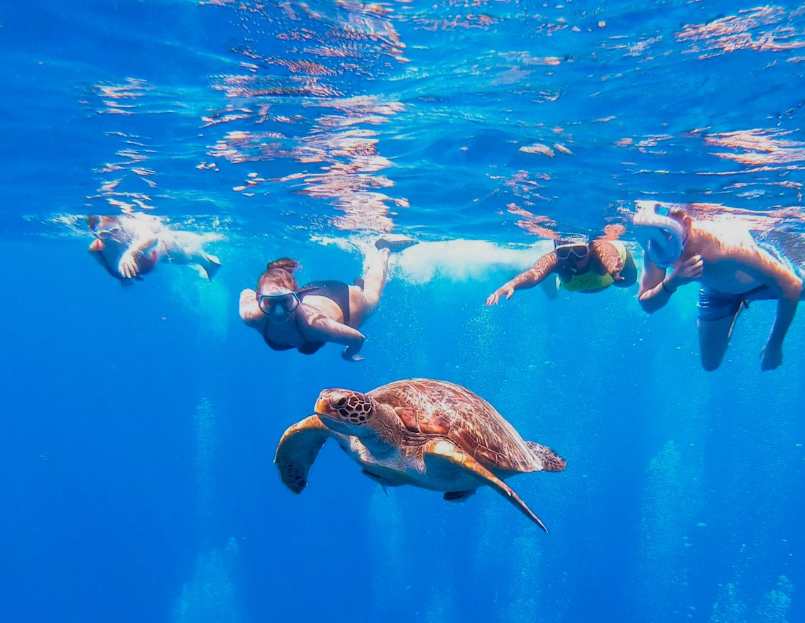Snorkelers spotted a turtle in the sea in Gili Trawangan, Indonesia 