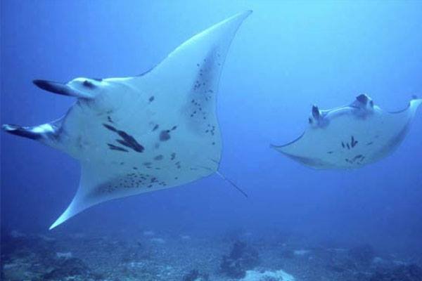 Best snorkeling spot's around Bali