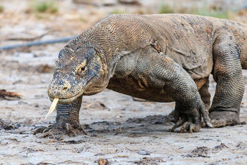 national parks in South East Asia komodo dragon