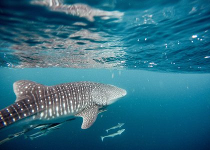An underwater shot of a whale shark in the sea in the Maldives 