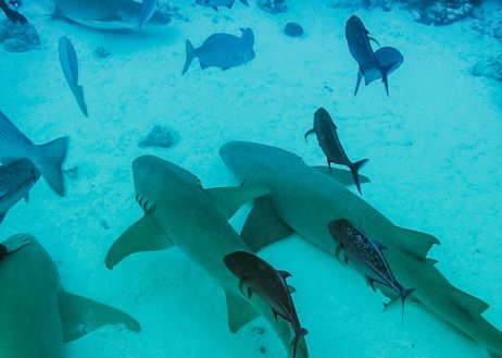 A shot of three Nurse sharks surrounded by fish in the bright blue clear ocean 