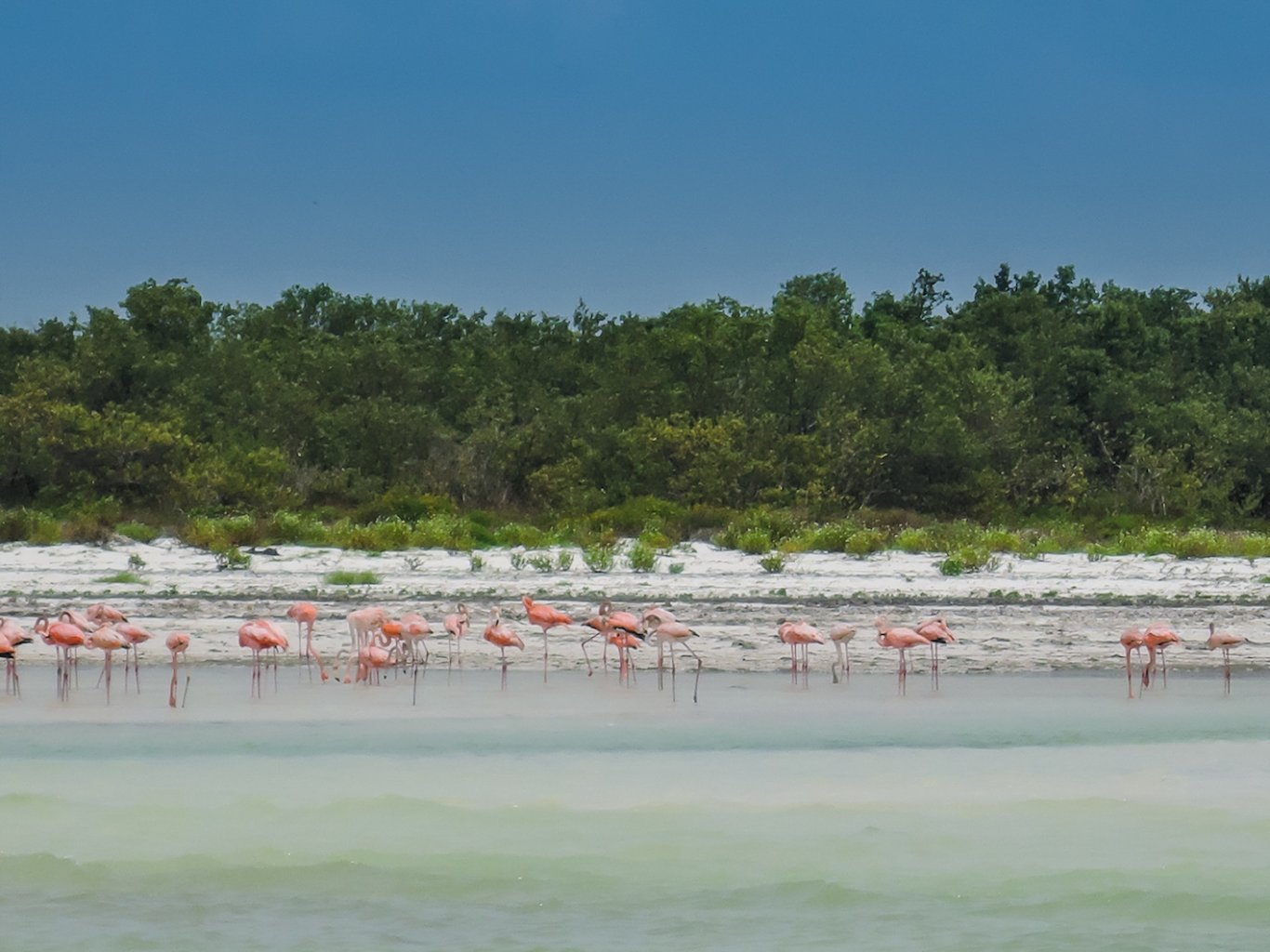 A scenic view of the pink flamingoes at the beach showing the ocean, white sand and lush greenery in Holbox Island, Mexico