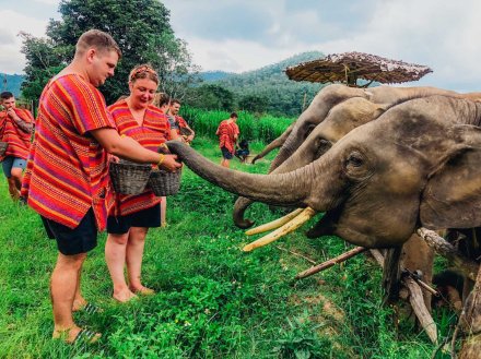 A couple feeding the elephants surrounded by lush greenery at the elephant sanctuary in Chiang Mai 