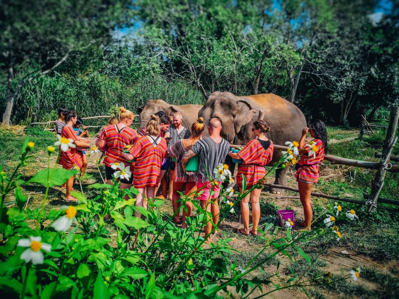 A group feeding the elephants at the sanctuary in Chiang Mai Thailand 