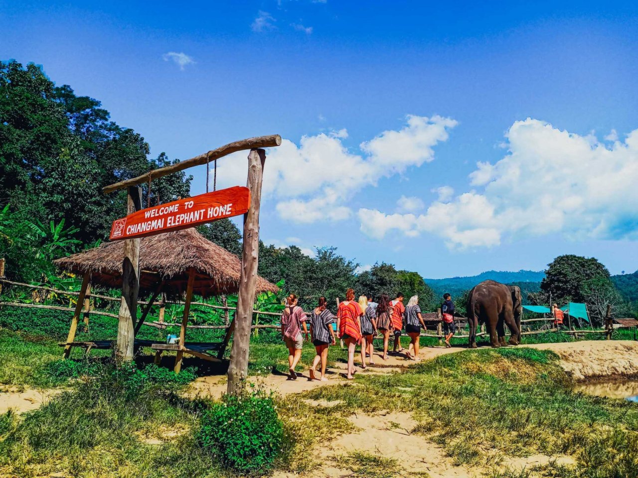 Walking with the elephants at the sanctuary in Chiang Mai Thailand 